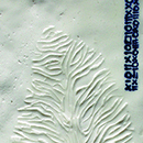 Hilbers image 5 0f 8 thumb